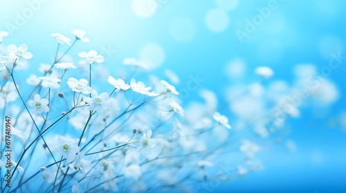 White, light, delicate, small flowers on a blue background.
