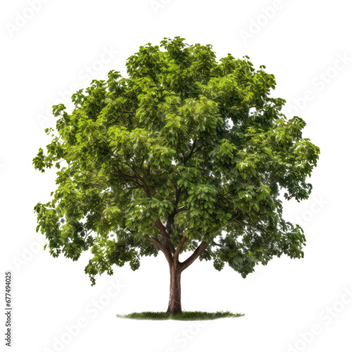 Walnut tree isolated on white transparent background, PNG