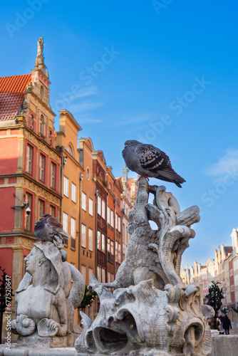 2022-12-15 pigeons sit on the sculpture of the Neptune Fountain. Old town Gdansk at winter. Poland