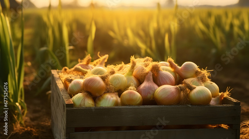 Yellow onions harvested in a wooden box with field and sunset in the background. Natural organic fruit abundance. Agriculture, healthy and natural food concept. Horizontal composition.