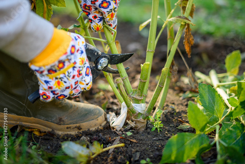 Woman using pruning shears to cut back dahlia plant foliage before digging up the tubers for winter storage. Autumn gardening jobs. Overwintering dahlia tubers.