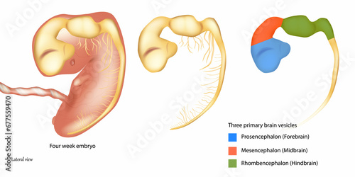 Three primary brain vesicles. Four week embryo. Prosencephalon or Forebrain, Mesencephalon or Midbrain, Rhombencephalon or Hindbrain.