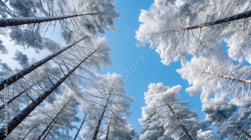 outdoor cold pine fir snowy illustration landscape environment, winter snow, season tree outdoor cold pine fir snowy