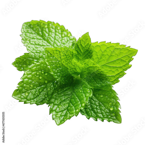 Mint Leaf with Water Droplets Isolated on Transparent or White Background, PNG