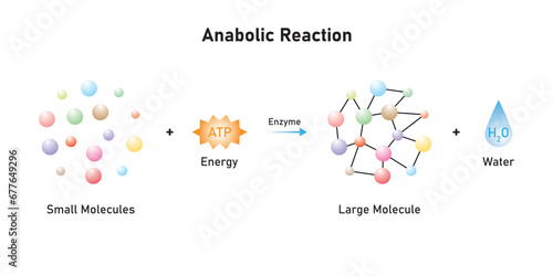 Anabolic Reactions (Anabolism) Scientific Design. Vector Illustration.