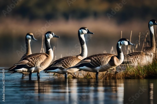 geese in the water