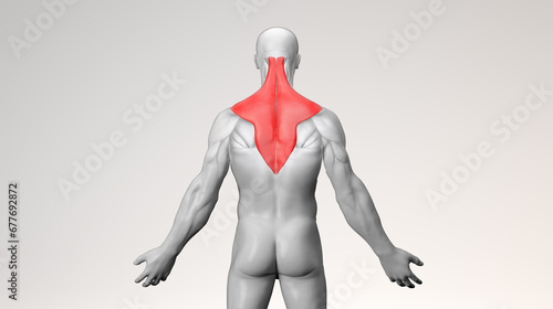 Adult muscular male with trapezius back in red