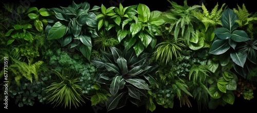  a group of different types of plants on a black background with a black background and a black background with a black border.