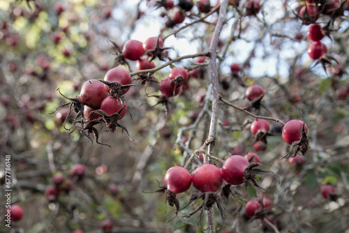 red hips of the dog rose rosa canina