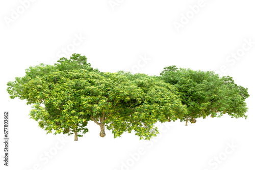 Green forest isolated on transparent background. 3d rendering - illustration