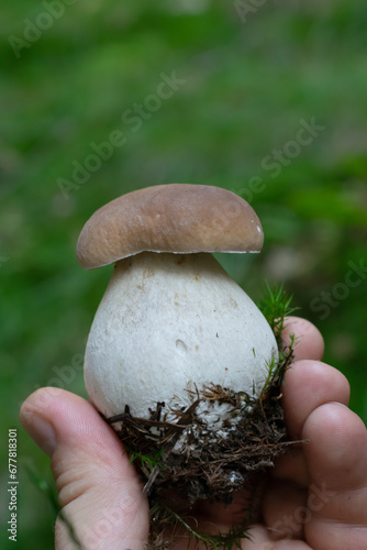 true mushroom bolete in nature in the forest