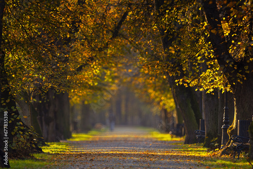 Krajobraz jesienny w parku i poranne miłe światło, Żywiec, Polska