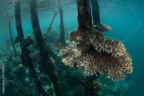 Fragile corals grow on a jetty found in northern Raja Ampat, Indonesia. Due to their three dimensional structure, jetties and piers often support a wide variety of invertebrates and fish.