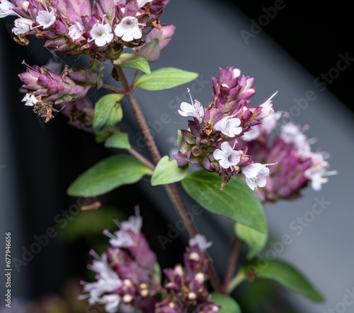 Purple oregano flowers