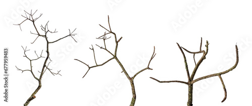 tree death or branch die isolated on white background.png