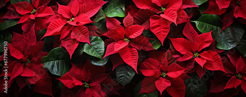 Red poinsettia flowers Christmas decorations