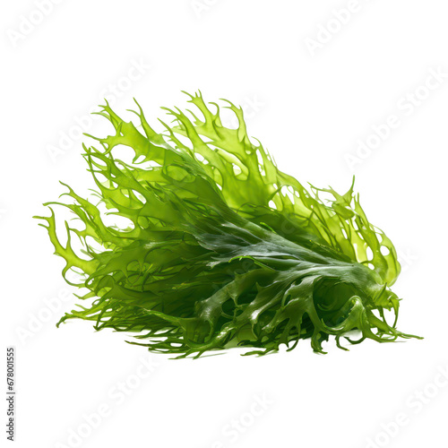 seaweed isolated on transparent background,transparency 