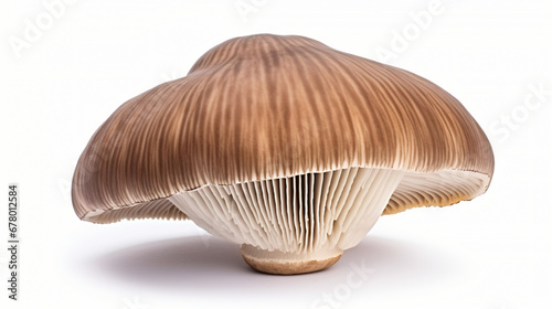 Royal Brown champignon isolated on white background.