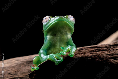Jade tree frog isolated on black