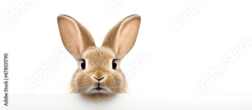 Cute bunny face isolated on white background Copy space image Place for adding text or design
