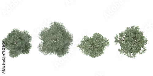 Bucida buceras,Terminalia ivorensis trees top view for landscape plan and architecture layout