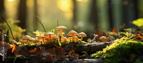 In the enchanting forest amidst the autumn hues of green leaves a variety of organic mushrooms gracefully grow on the forest floor blending perfectly with the natural background of wood and 