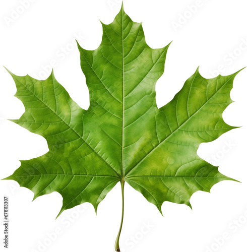 green maple leaf
