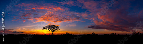 Panorama silhouette tree in africa with sunset.Tree silhouetted against a setting sun.Lovely sunset in Kalahari with dead tree and bright colours.Sunset in Africa, savanna landscape