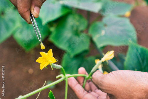 The gardener performs manual pollination by using tweezers to clip male flowers and rubbing them to female flowers