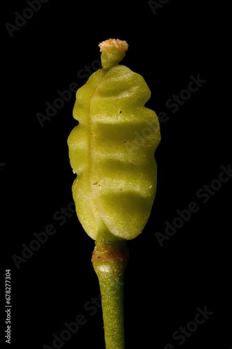 Horseradish (Armoracia rusticana). Fruit Closeup