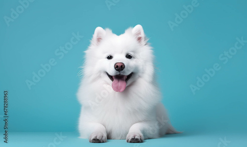 Closeup portrait of funny, cute, happy white dog, looking at the camera with mouth open isolated on colored background. Copy space.