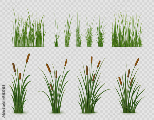 Realistic reed, sedge and grass or green plant leaves, isolated vector on transparent background. Realistic reed, pond or river nature, swamp sedge and lake grass for summer garden landscape