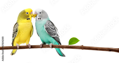 two parakeets couple in isolated background