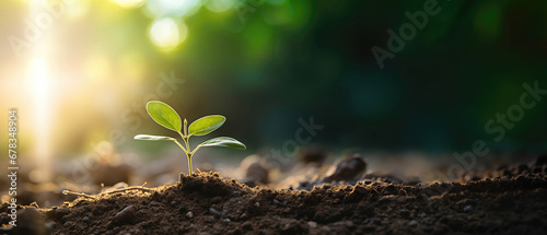 Young plant seedling emerging from Soil