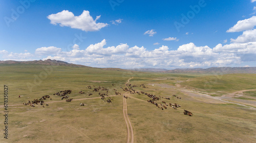 Aerial view of wild horses roaming in Mongolian steppe