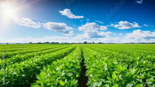 an expansive agricultural soy plantation in a field, with vibrant green soybean plants thriving under the sun. The image captures the lush and high-quality landscape of soybean cultivation.