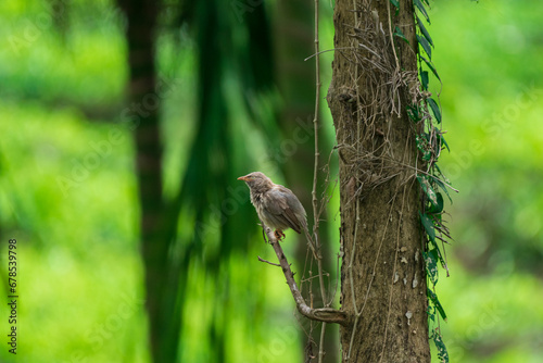 Jungle Babbler perched on a tree