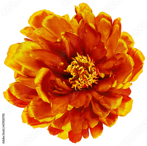 Orange peony flower on isolated background with clipping path. Closeup. For design. Transparent background. Nature.