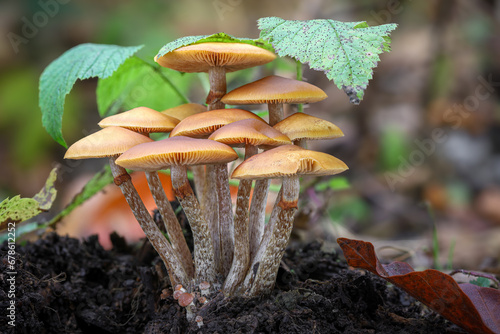 Group of highly poisonous mushrooms Galerina marginata mushrooms