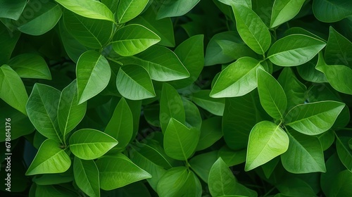 Top view of fresh green leaves, green background, nature background