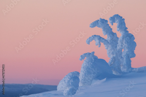 Pinkish sky and snow covered trees on a cold winter evening after sunset in Finnish taiga forest at Riisitunturi National Park, Northern Finland, Europe