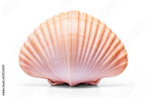 Scallop shell, marine mollusk isolated on transparent background, cut out png file