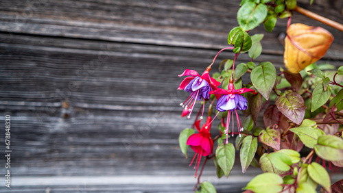 Gorgeous and beautiful fuchsia flower in a pot on a wooden wall background
