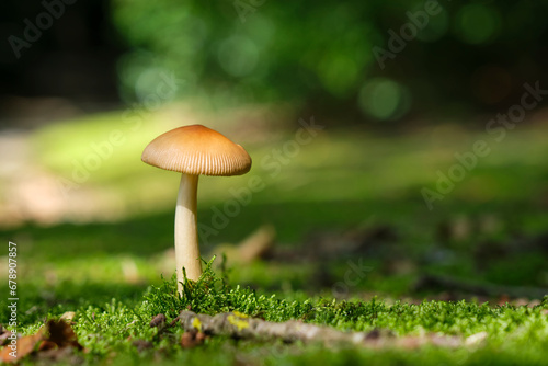 Closeup of the tawny grisette or orange-brown ringless Amanita also known as Amanita Fulva, with long stem on the forest floor covered with moss in autumn. Image with selective focus.