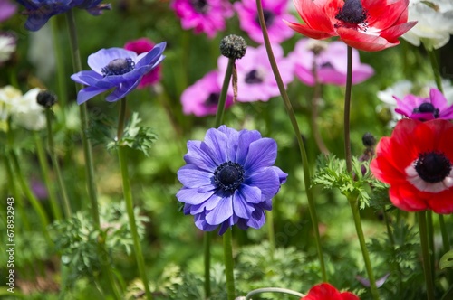Closeup shot of blooming bright colorful anemone flowers on a field