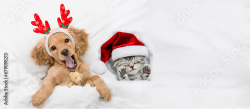Yawning English Cocker spaniel puppy dressed like santa claus reindeer Rudolf hugging toy bear and lying with cozy kitten under white blanket at home. Top down view. Empty space for text