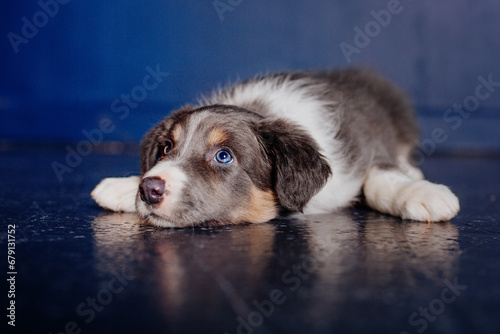 Adorable Border Collie Puppy Relaxing at Home