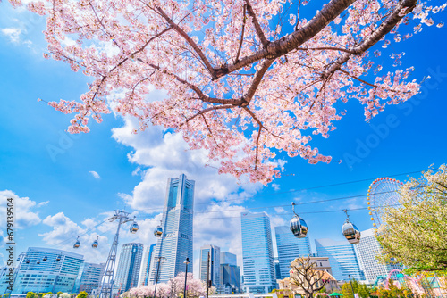 桜咲く横浜みなとみらい【神奈川県・横浜市】 Cherry blossoms blooming Yokohama Minato Mirai - Kanagawa, Japan