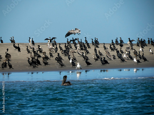 cormorant colony in puerto chale bay Magdalena Bay baja california sur, mexico