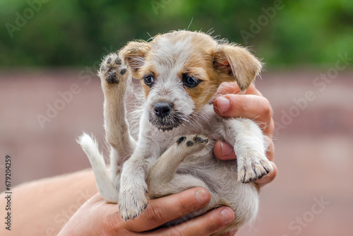 male hands are holding little puppy